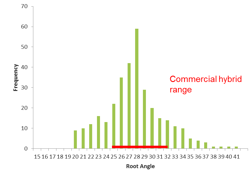 Figure 8. Root angle of 333 experimental hybrids compared with the commercial range