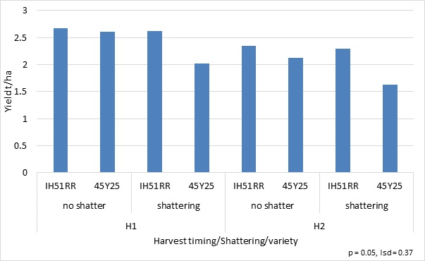 Figure 6. Harvested yield in response to harvest timing, +/- simulated shattering by variety- Wellington 2015