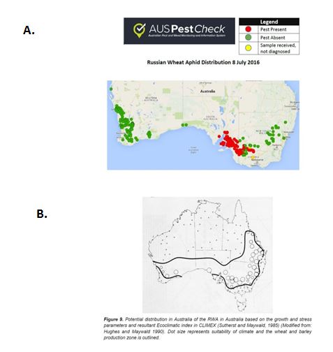 Figure 1. (A) The distribution of RWA at 8 July 2016 (Plant Health Australia Biosecurity Portal) and (B) the potential distribution of RWA in Australian grain production based on modelling climatic suitability.