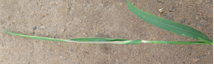  Figure 4. Infestation of plants up to head emergence can result in rolling of the flag leaf.