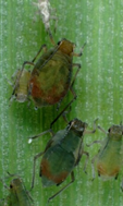 Table 1. RWA identification and distinguishing it from other aphid species