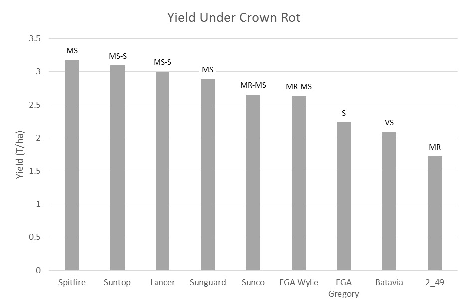 Bar chart showing yield of wheat containing crown rot