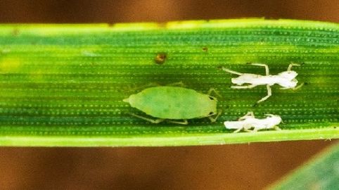 Image of Russian Wheat Aphid skin moult