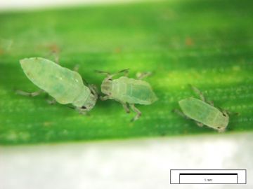 Image of Russian Wheat Aphids at different life stages with scale