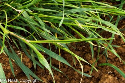 Image of Wheat showing damage caused by Russian Wheat Aphid