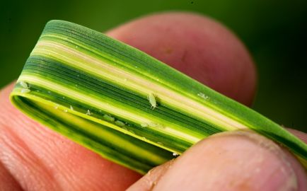 Image of Russian Wheat Aphid on wheat leaf displaying distinctive striping
