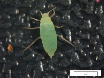 Image of Russian Wheat Aphid showing scale