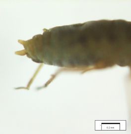 Image showing scale of Russian Wheat Aphid with double tails