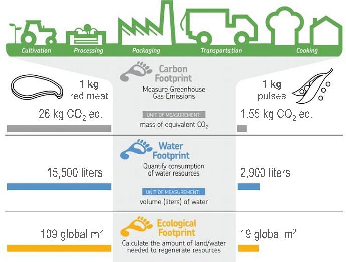 Info graphic showing comparison of environmental impact from meat and grain