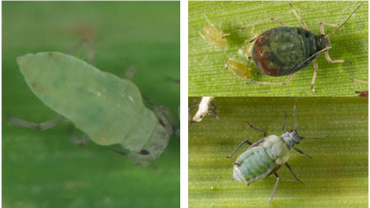 Figure 1: The Russian wheat aphid is elongated (left) (Source: Helen DeGraaf, SARDI) compared with the globular body of the oat aphid (Rhopalosiphum padi) (top right), and lacks the siphuncles or ‘exhaust pipe’ structure shown on the corn aphid (Rhopalosiphum maidis) (bottom right) (Source: cesar).