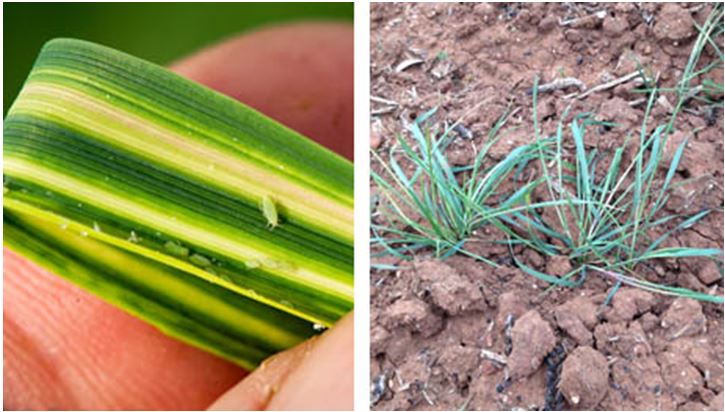 Figure 2: Streaking on wheat leaf (left) (Source: Michael Nash, SARDI) and flattened growth from RWA feeding (right) (Source: Kym Perry, SARDI).