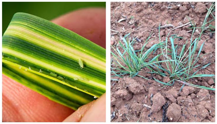 Wheat leaf showing streaking (left), Flattened growth (right)