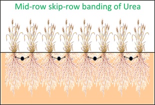 Figure 1. Diagrammatic example of urea placement (black dots) for the nitrogen banded treatment