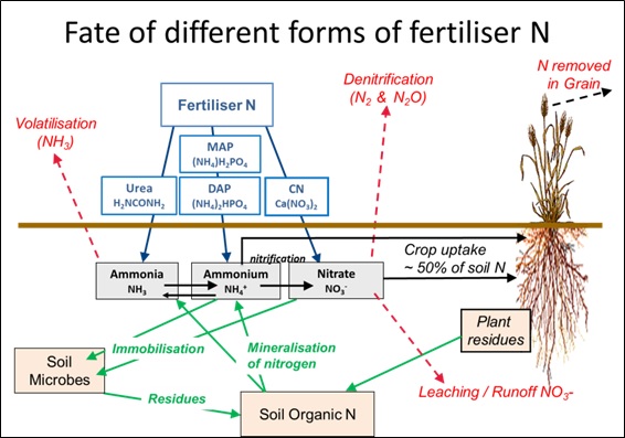 Figure 2. Diagrammatic example of nitrogen based fertiliser pathways in the soil