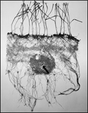 Figure 3. Excavated root system of wheat plants whose roots were provided with a concentrated band of ammonium sulphate at the head of the arrow