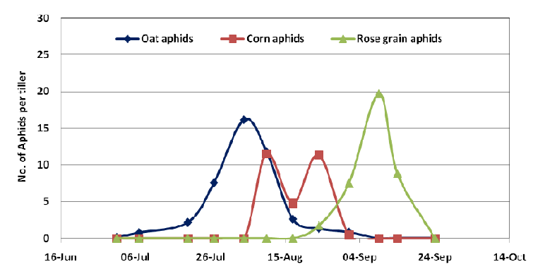 Figure 5.Population dynamics of 3 species of cereal aphid on untreated Fitzroy barley, Moree 2009. NGA.