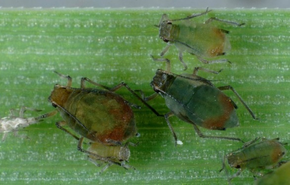 Oat aphid