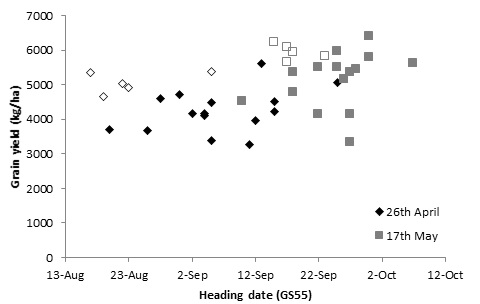 Graph showing relationship between heading date and grain yield of barley (solid marker) and wheat (open marker) varieties sown at three dates at Matong, 2016