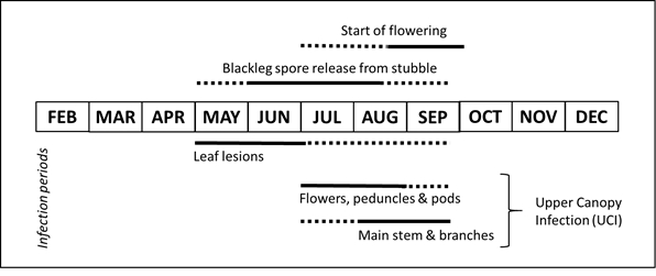Infographic showing Periods of infection by blackleg for different parts of the canola plant in relation to the period of spore release and start of flowering in medium and high rainfall zones. Solid lines indicate main periods of infection and dashed lines indicate reduced risk from infection. For start of flowering, solid line indicates period in which disease risk is reduced while dashed line indicates period of increased disease risk.