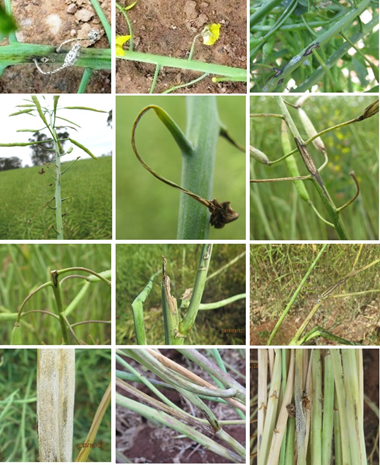 Collage of images showing Upper canopy infection includes blackleg infection of flowers, peduncles, pods, main stems and branches.