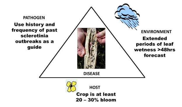 Infographic showing Host, pathogen and environment factors that lead to stem rot disease development