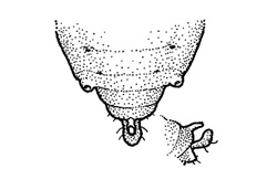 Diagram of Russian Wheat Aphid abdomen with double ‘tail’ and very short cornicles (Source: University of Nebraska).