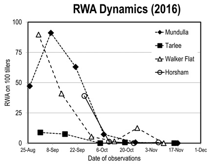 Line graph showing Russian Wheat Aphid population dynamics in an unsprayed paddock in four regions of SA and Victoria (average of four paddocks in each region).