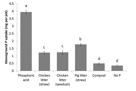 Bar chart showing above ground plant P uptake (content) per pot of plants grown in a greenhouse experiment where P was applied at the same rate as either phosphoric acid, chicken litter with straw bedding, chicken litter with sawdust bedding, pig litter with straw bedding or municipal waste compost