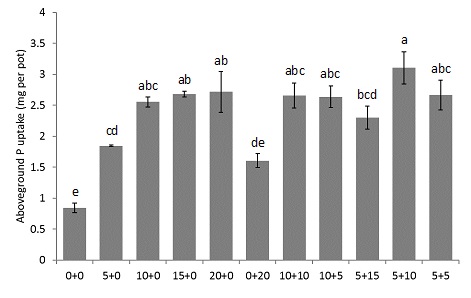 Bar chart showing above ground plant P uptake (content) per pot of plants grown in a greenhouse experiment where P was applied as phosphoric acid and/or chicken litter