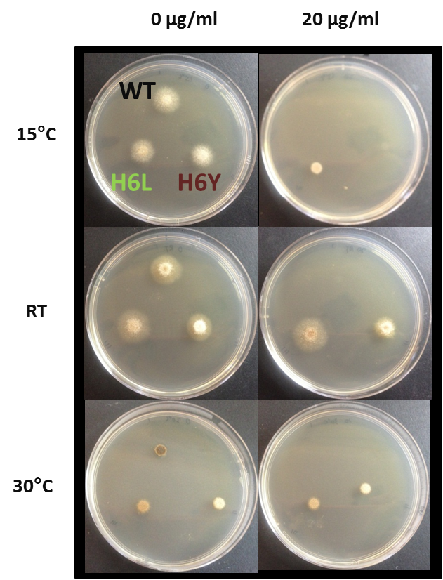 Figure 3. In vitro growth analysis of Ascochyta lentils on two concentrations of carbendazim at three different temperatures. Wild type isolate (WT), mutant H6L and mutant H6Y are labelled on the top left plate.