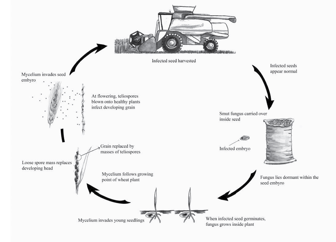 Figure 1. Life cycle of loose smut of barley (and wheat). (Image Courtesy of CropPro).