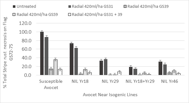 Figure 5. Influence of different APR genes Yr18, Yr29 & Yr46 in a common Avocet background on stripe rust necrosis during grain fill GS72-75