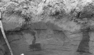 Figure 3. Soil profile in severely repellent pale deep sand showing seams of topsoil (darker soil) incorporated to about 30cm into the subsurface soil from use of soil openers attached to the back of deep ripping tines working at a depth of 40cm