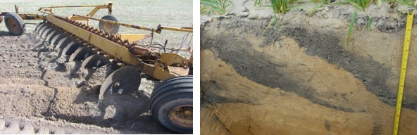 Figure 6. A modified one-way disc plough being used to invert water repellent sandy gravel (left image) and the soil inversion achieved using a modified one-way plough on repellent pale yellow deep sand (right image) near Badgingarra WA, 2015