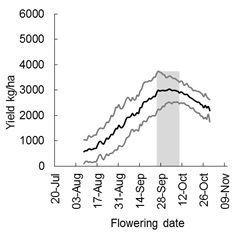 Figure 1. The optimal flowering period of wheat determined by APSIM simulation for Temora, NSW