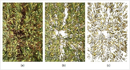 Image showing example of the three levels of Image segmentation using Image J. a) original image, b) segmented green and yellow leaf area, and c) segmented yellow leaf area