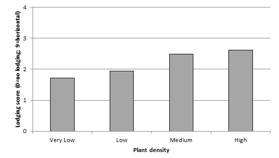 Figure 2. Average lodging scores of the four plant populations in the irrigated wheat experiment at Coleambally, 2016 (l.s.d. (P <0.05) = 0.39).