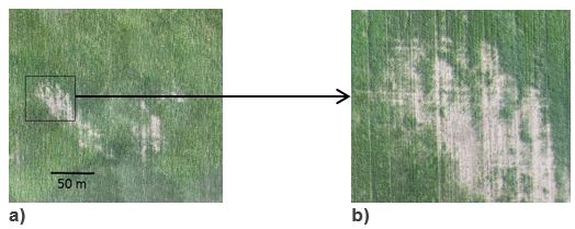 Areal image of crop growth