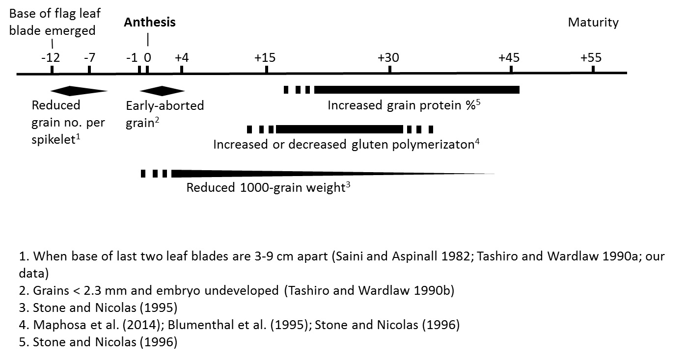 Timeline graph showing sensitivities of various wheat developmental stages to the effects of short heat treatments, as defined by our own and others’ controlled environment studies