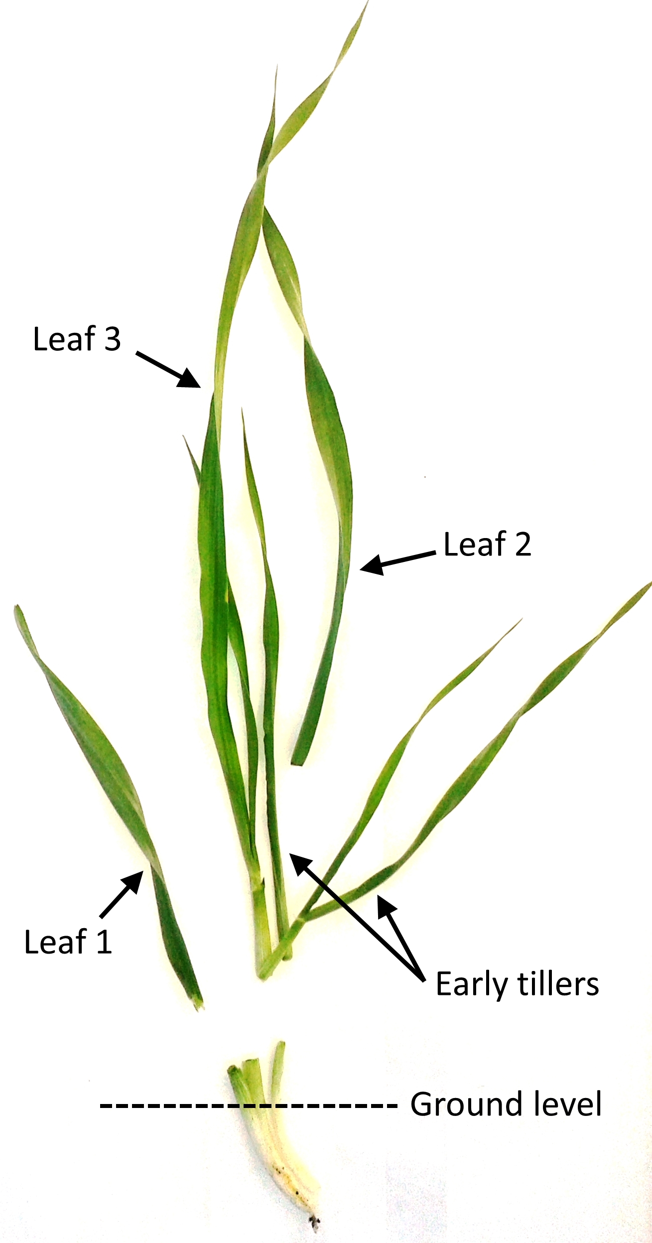Figure 1. Component traits of early vigour in barley. Featured plant was sampled 25 days after sowing at the field trial conducted at Hermitage Research Facility, Warwick, Queensland. Early tillers emerged in the axils of leaf 1 and leaf 2.