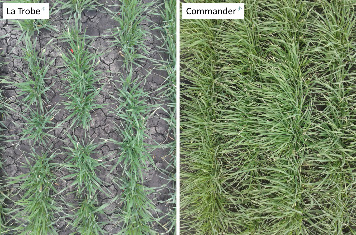 Figure 2. Aerial view captured 25 days after sowing for Australian barley varieties: La Trobe (low early vigour) and Commander (high early vigour).