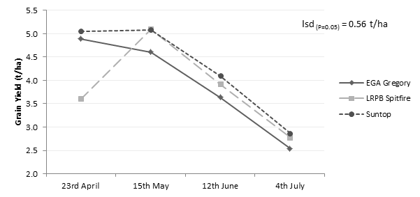 Figure 1. Grain yield response for an early (LRPB Spitfire), main season (Suntop) and a mid-late season wheat variety (EGA Gregory) across four sow times – Narrabri 2014