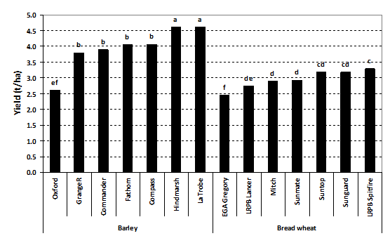 Figure 1. Yield of seven barley and seven bread wheat varieties in the presence of high crown rot infection – Tamworth 2014 