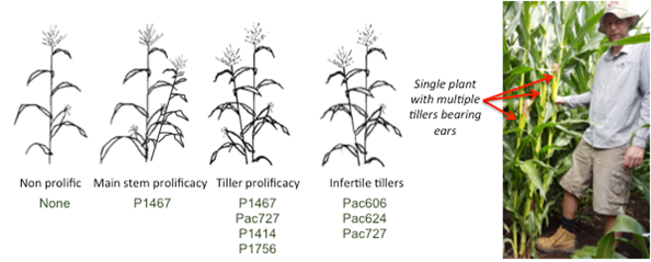 Figure 4. Conceptual representation of most common hybrid types available in the Northern Grains Region. Hybrid x Management x Environment interaction may change hybrid’s expression of the prolificacy trait.