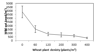 Figure 1. Influence of increasing wheat plant density on wild oat seed production