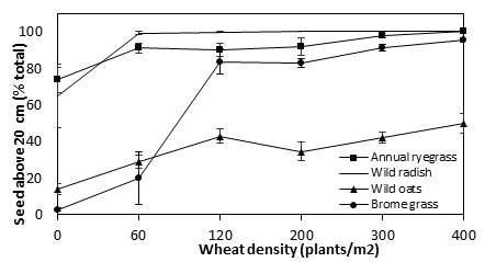 Figure 2. Influence of crop competition on the seed retention height of annual ryegrass, wild radish, wild oats and bromegrass