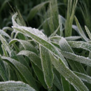 Strategic approaches to managing frost risk and impact