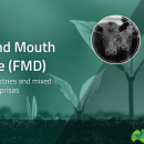 PHA releases FMD quick guide for mixed producers