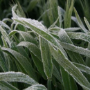 Develop a personalised frost plan at workshops
