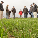 Tasmanian grain growers to help shape research investment